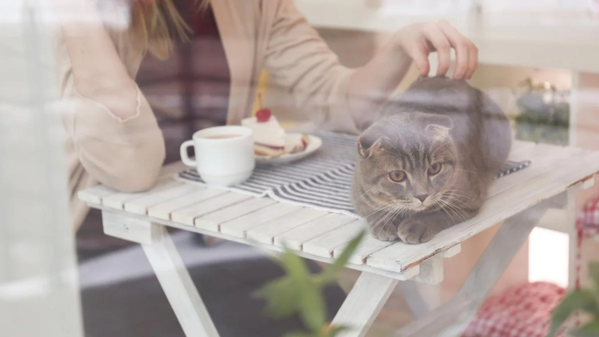 Innowacyjność kocich kawiarni: Odkryj nowe trendy w interakcji z kotami - Zdjęcie główne