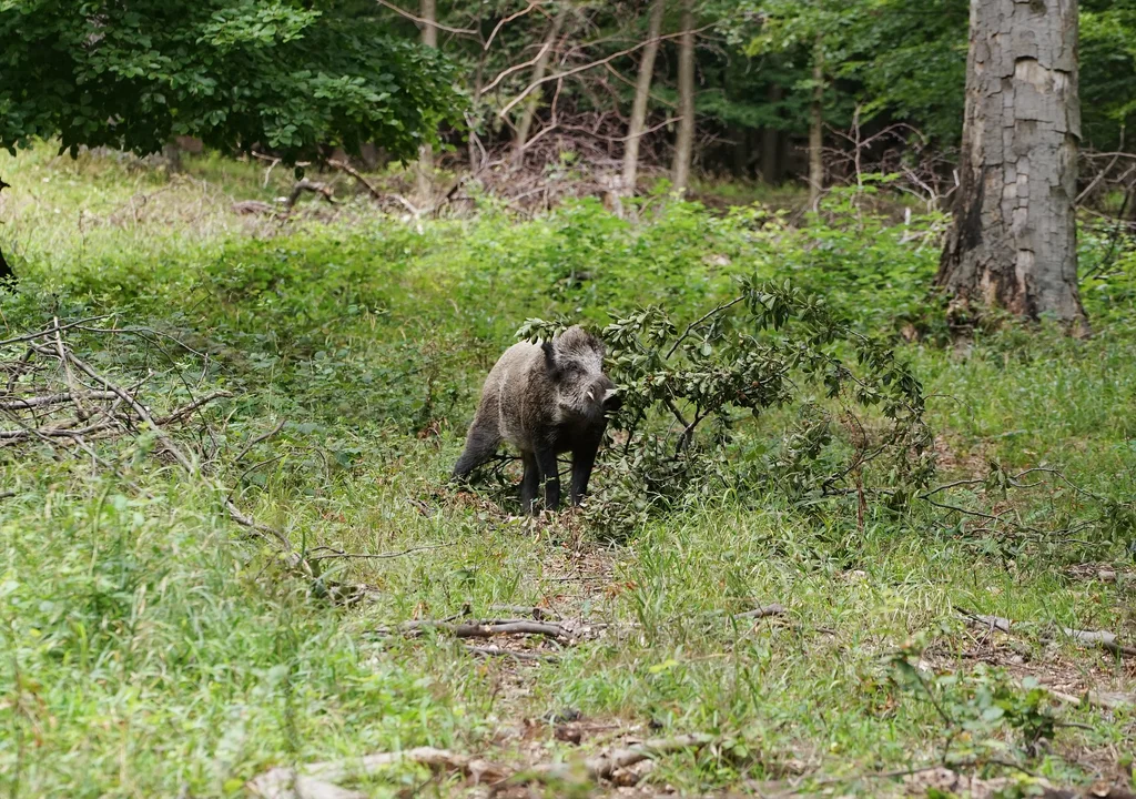 Znaleziono kolejne padłe zwierzę. Pomór szerzy się w powiecie kolbuszowskim  - Zdjęcie główne