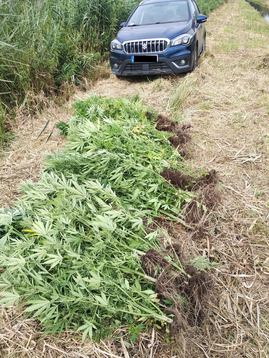 Policjanci zabezpieczyli kilkaset krzewów konopi indyjskich. 