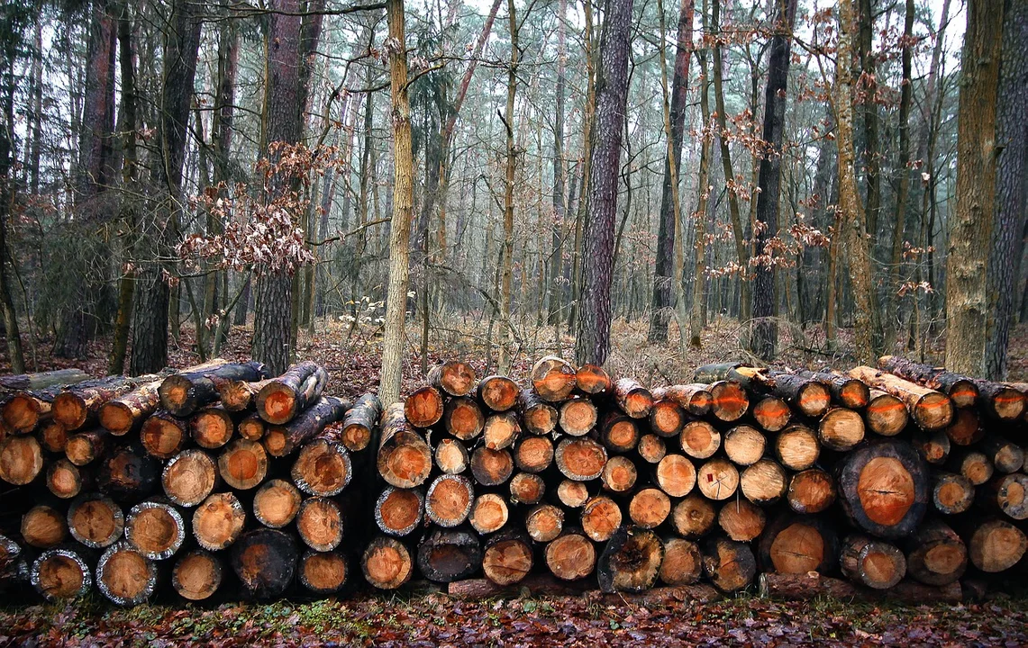 Kontrowersyjne zręby w lesie. Nadleśnictwo Kolbuszowa wyjaśnia - Zdjęcie główne