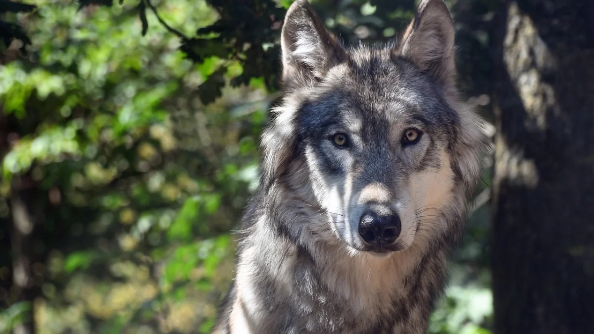 Niesamowite spotkanie człowieka z wilkiem w okolicach Kolbuszowej. "Stał na drodze w biały dzień" [WIDEO] - Zdjęcie główne