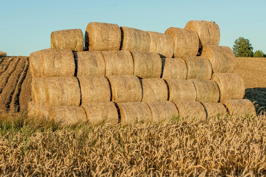 Agroturystyka z hucułkiem Nowa Wieś 4,5 gwiazdki. 2 opinie z Google. 5 gwiazdek. 5 opinii z Google. 