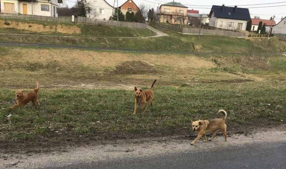 Sołtysi z gminy Kolbuszowa wypowiadają wojnę wałęsającym się psom - Zdjęcie główne