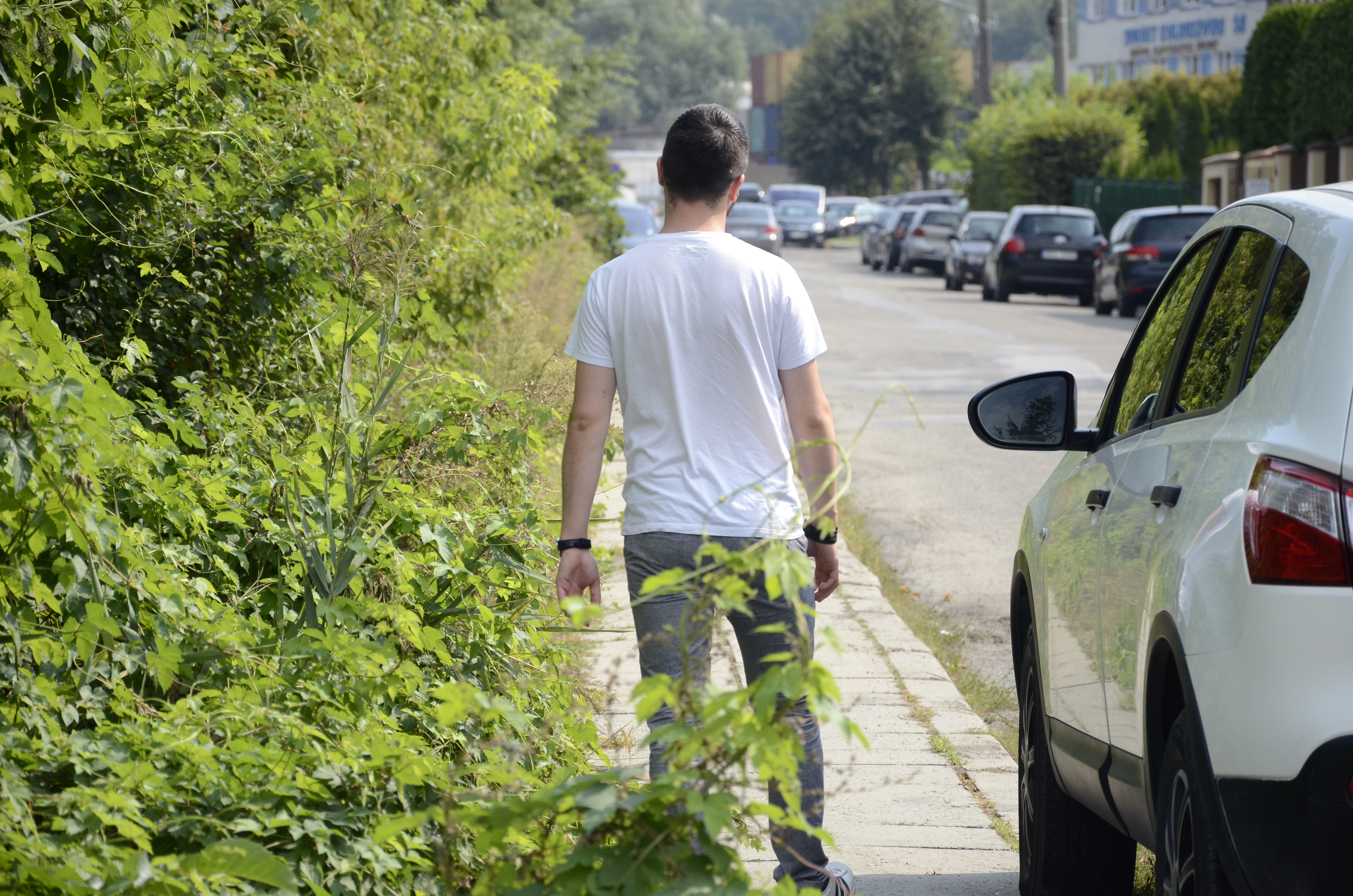 Zarośnięta Kolbuszowa. Interweniuje radny Józef Fryc - Zdjęcie główne