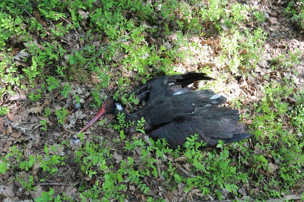 Ustalono przyczynę śmierci bociana czarnego - Zdjęcie główne