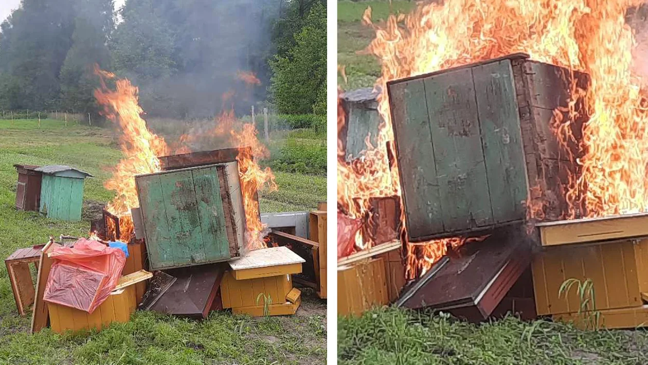 Płoną ule z pszczołami. W powiecie kolbuszowskim trwa walka ze zgnilcem amerykańskim - Zdjęcie główne