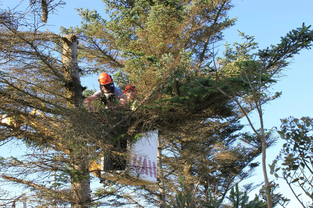 Mieszkaniec wnioskuje o wycięcie drzew pod lądowisko w gminie Raniżów  - Zdjęcie główne