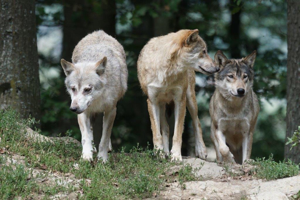 Podkarpacie: Czy zacznie się odstrzał wilków? Kolejna informacja o ataku watahy! - Zdjęcie główne