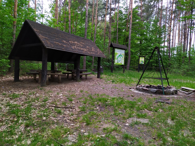 GMINA CMOLAS. Strzykawki i woreczki w lesie - Zdjęcie główne