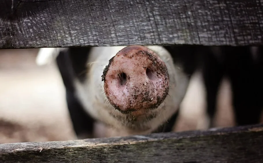 Hodowcy świń z powiatu kolbuszowskiego mogą liczyć na pomoc finansową. Trzeba jednak coś udowodnić  - Zdjęcie główne