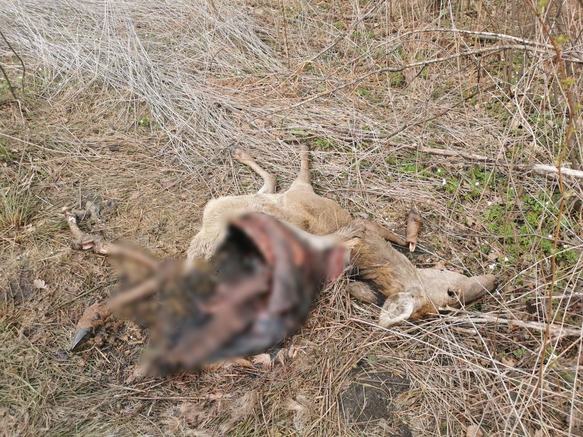 Czytelniczka znalazła ślady bytowania wilków w Porębach Dymarskich. Uwaga - drastyczne zdjęcia - Zdjęcie główne