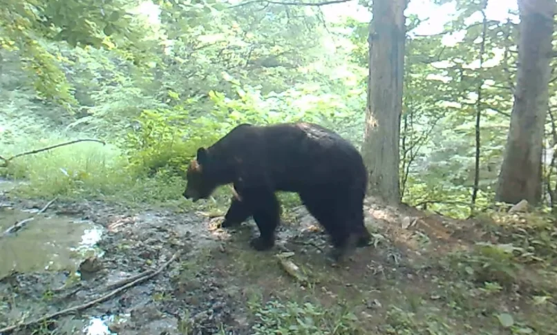 Zobacz, jak niedźwiedź bieszczadzkiego lasu radzi sobie z upałem [WIDEO] - Zdjęcie główne