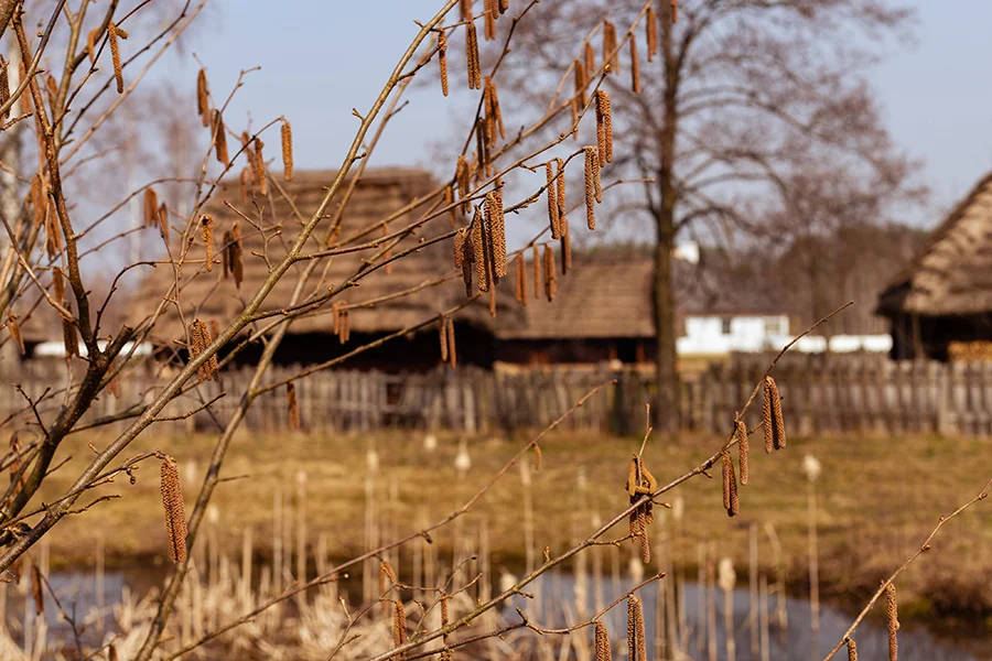 Nowe obiekty w skansenie w Kolbuszowej rodem z Puszczy Sandomierskiej - Zdjęcie główne