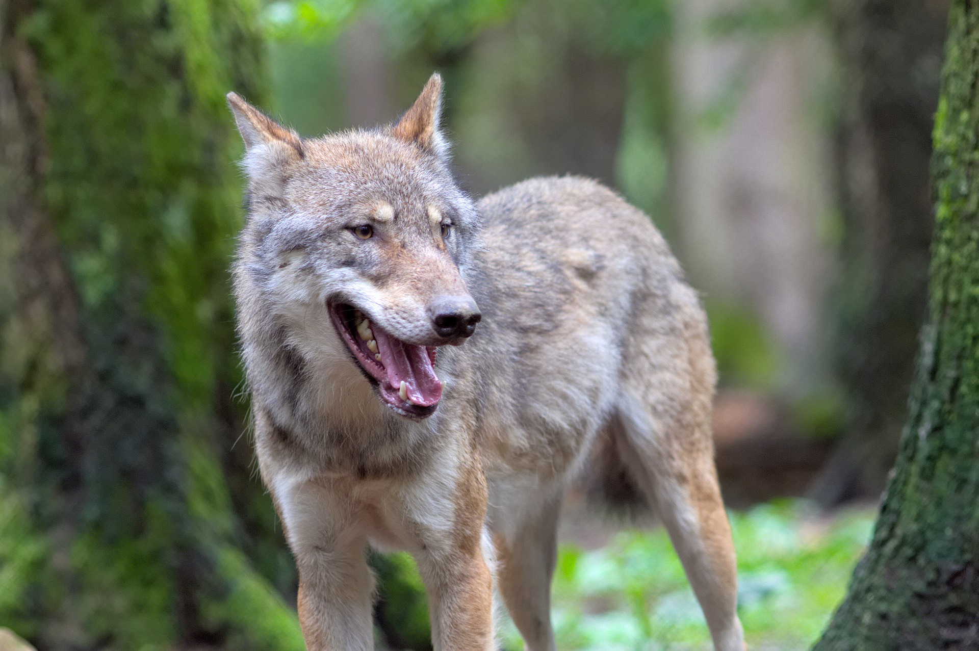 Wilki na terenie powiatu kolbuszowskiego. Urząd ostrzega mieszkańców - Zdjęcie główne