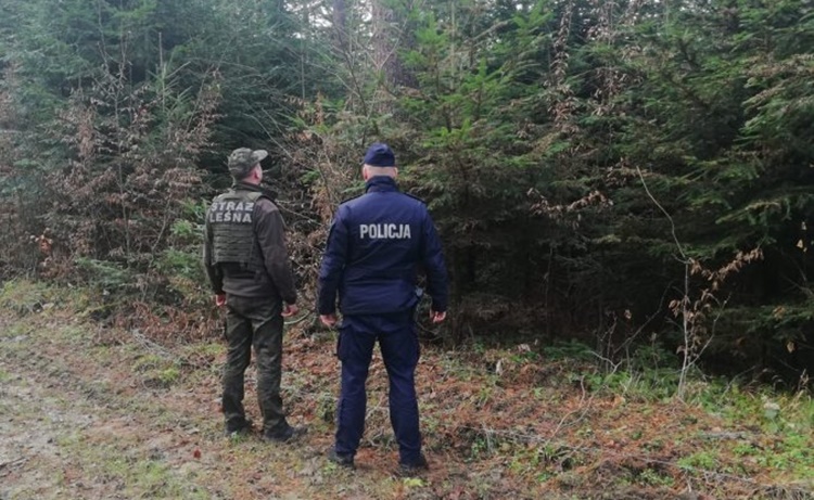 Akcja "Choinka" na Podkarpaciu. Surowe kary za kradzież drzew  - Zdjęcie główne