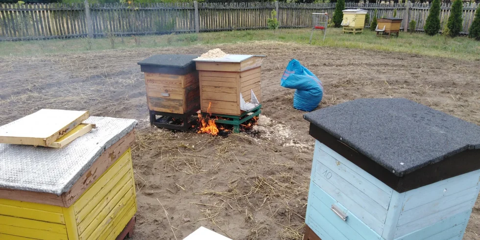 Zgnilec amerykański w powiecie kolbuszowskim. Co to oznacza dla pszczelarzy? - Zdjęcie główne