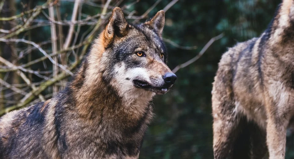 Wilcze ataki w powiecie kolbuszowskim. Regionalna Dyrekcja Ochrony Środowiska w Rzeszowie informuje  - Zdjęcie główne