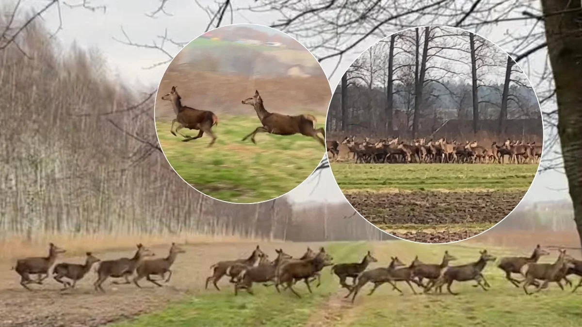 Niesamowity widok. Ogromna chmara jeleni uchwycona w Kupnie niedaleko Kolbuszowej [WIDEO] - Zdjęcie główne