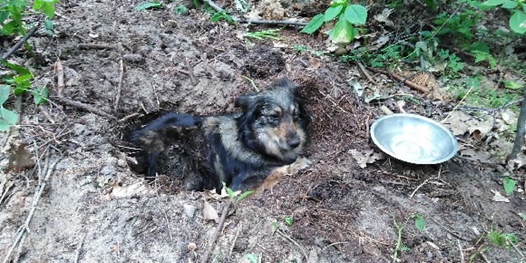 Huta Komorowska. Zakopał psa żywcem. Na miejsce jadą policjanci [ZDJĘCIE] - Zdjęcie główne