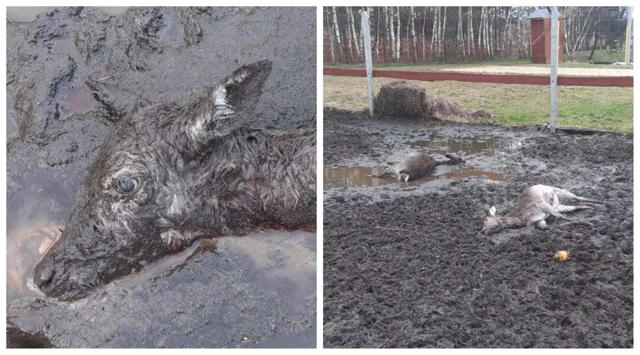 Wilki znowu zaatakowały w powiecie kolbuszowskim [DRASTYCZNE ZJDĘCIA] - Zdjęcie główne