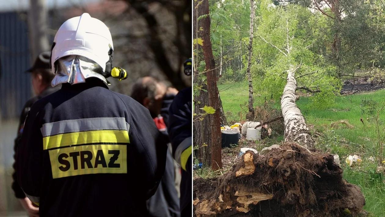 Przewrócone drzewo zerwało linie wysokiego napięcia. Doszło do pożaru w lesie. Strażackie podsumowanie weekendu - Zdjęcie główne