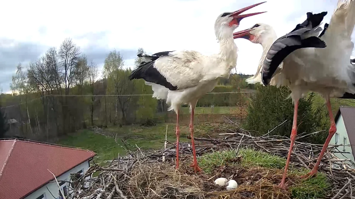 Bociany wróciły do gniazda w gminie Raniżów. Oglądaj relację NA ŻYWO! [LINK - ZDJĘCIA] - Zdjęcie główne