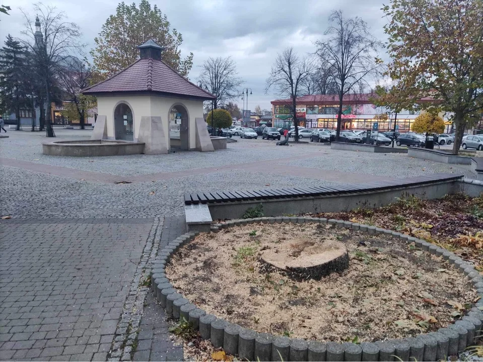 Kolejne drzewa wycięte w Kolbuszowej. Tym razem w centrum miasta - Zdjęcie główne