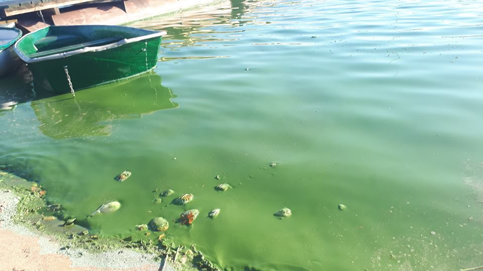 Na brzegu zalewu w Wilczej Woli mieszkańcy znaleźli mnóstwo martwych ryb, a smród wody był nie do wytrzymania - Zdjęcie główne