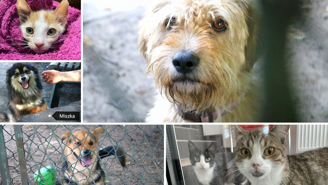 Psy i koty do adopcji w Kolbuszowej i okolicy. Sprawdź, kto czeka na dom w kolbuszowskim przytulisku [AKTUALIZACJA] - Zdjęcie główne