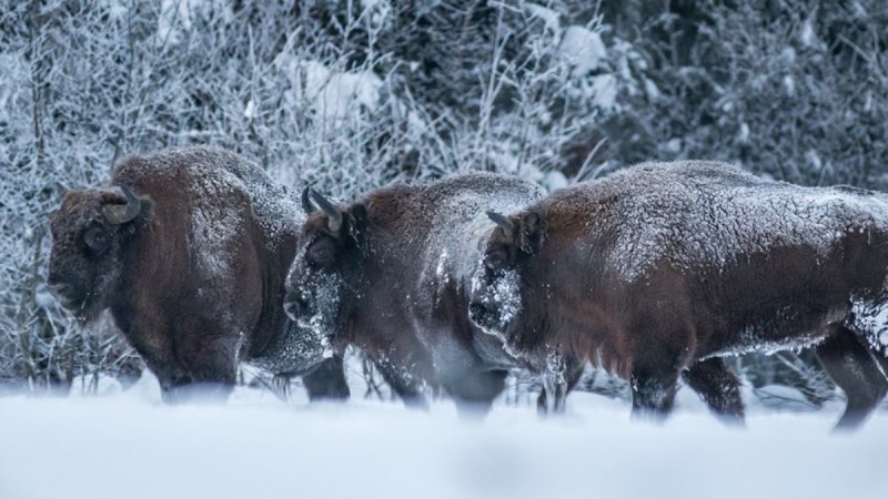 Bieszczady są nieziemsko piękne zimą [ZDJĘCIA] - Zdjęcie główne