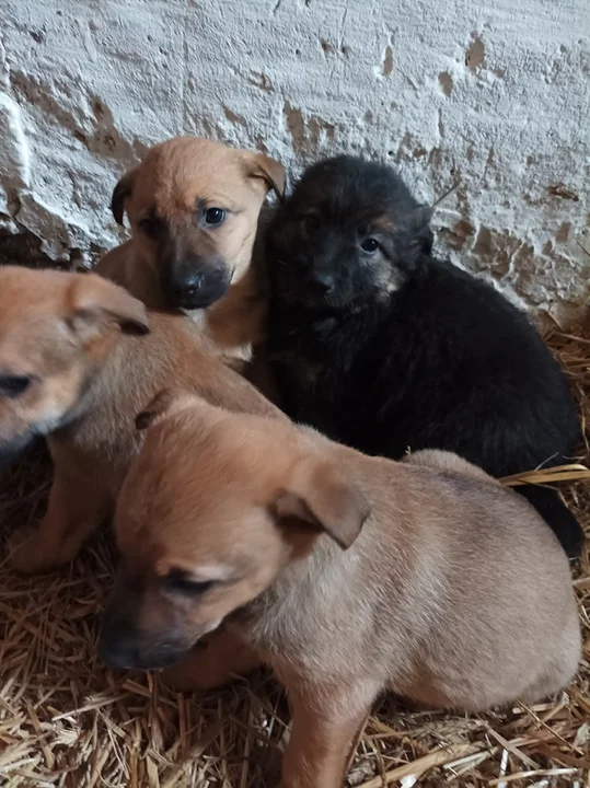 Jeżeli chcesz zaadoptować któregoś ze szczeniaków, zadzwoń pod nr 509 799 639