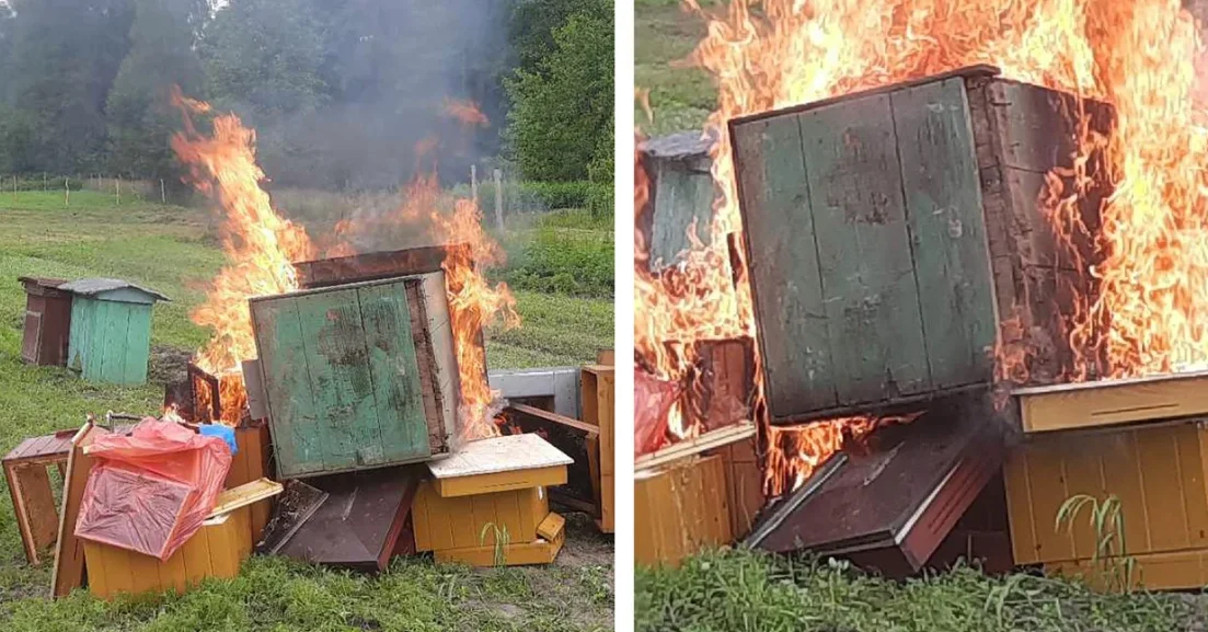 Będą płonąć kolejne ule w powiecie kolbuszowskim. Walka ze zgnilcem amerykańskim trwa - Zdjęcie główne