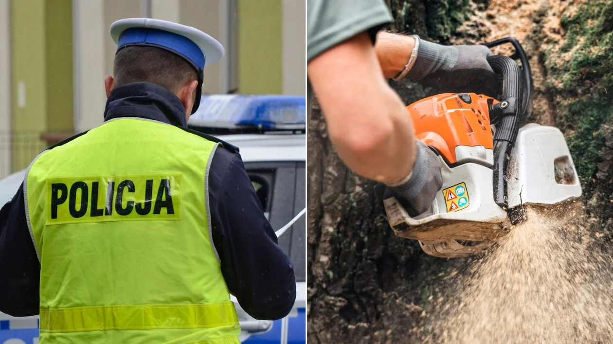 48-latek z gminy Cmolas wyciął drzewa w cudzym lesie i sprzedał jako swoje. Wpadł, bo w miejscu kradzieży zostawił uszkodzony wóz - Zdjęcie główne