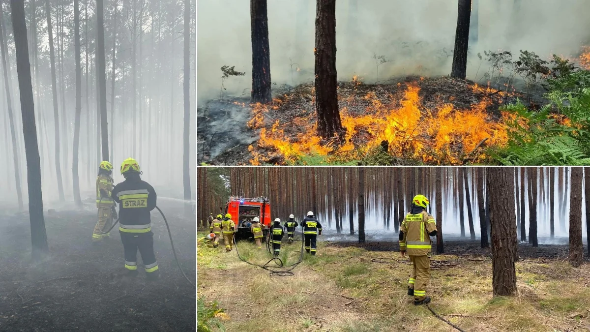Strażacy walczyli z pożarem na poligonie w Krzątce i Przyłęku. Spłonęły hektary lasu. Ogromne straty [ZDJĘCIA] - Zdjęcie główne