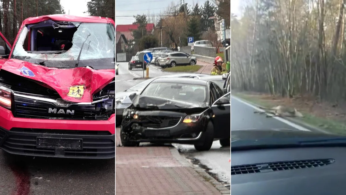 Karambol 4 aut w Kolbuszowej i 2 zderzenia ze zwierzyną leśną. To była pracowita środa dla służb ratunkowych. Co ustalili policjanci? - Zdjęcie główne