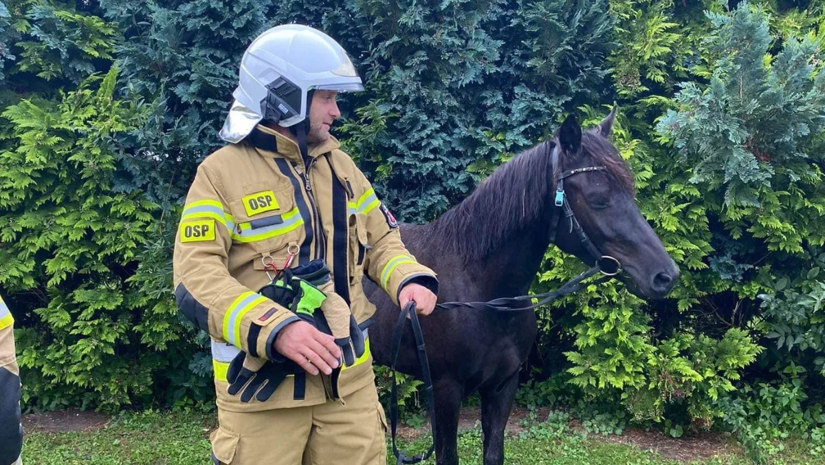 Strażacy wezwani do poszukiwań spłoszonego konia w gminie Sędziszów Małopolski. Ponad 10 mundurowych w akcji [ZDJĘCIA] - Zdjęcie główne