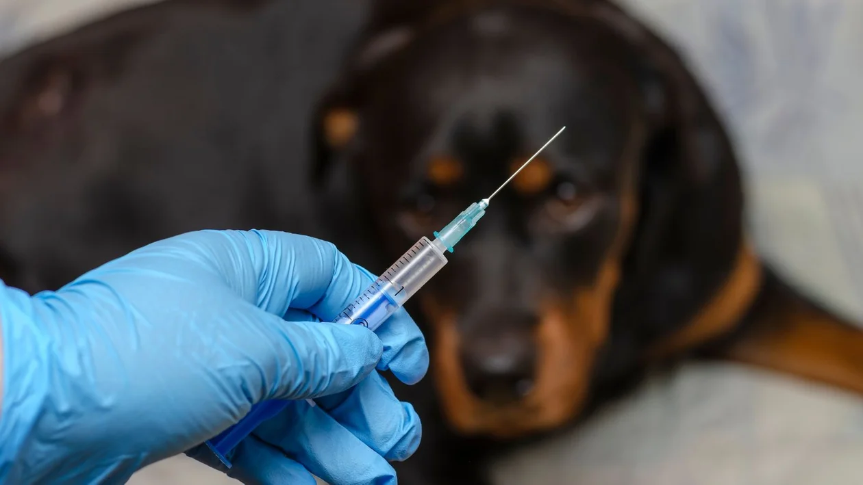 W sobotę szczepienie psów przeciw wściekliźnie w Kolbuszowej Dolnej. Ile wynosi mandat, jeśli tego nie zrobisz? - Zdjęcie główne