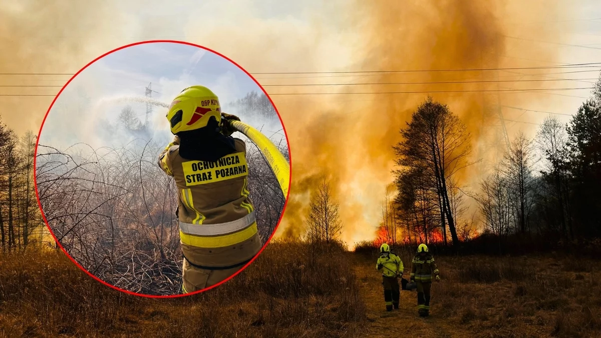 Pożarów traw i lasów w powiecie kolbuszowskim coraz więcej. Duży wzrost - Zdjęcie główne