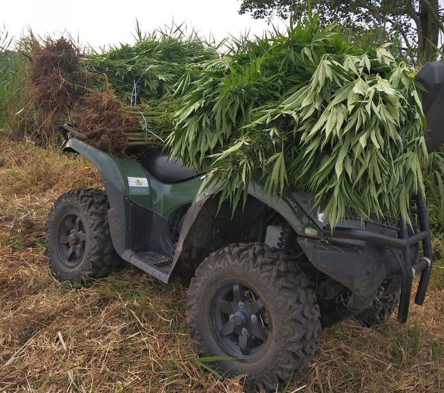 Z REGIONU: Ogromna plantacja marihuany pod Nową Dębą zlikwidowana przez policję [ZDJĘCIA] - Zdjęcie główne