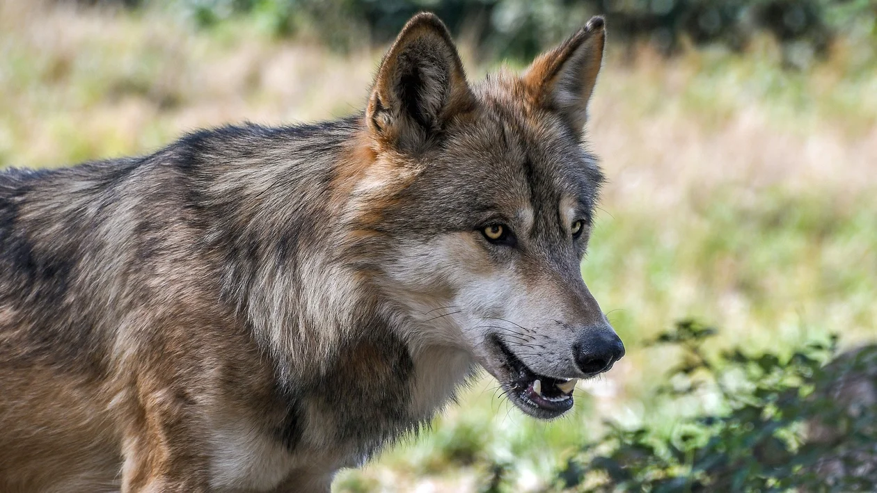 Cztery wilki widziane w Osiej Górze. Mieszkanka gminy Raniżów alarmuje, że podchodzą coraz bliżej domów [WIDEO] - Zdjęcie główne
