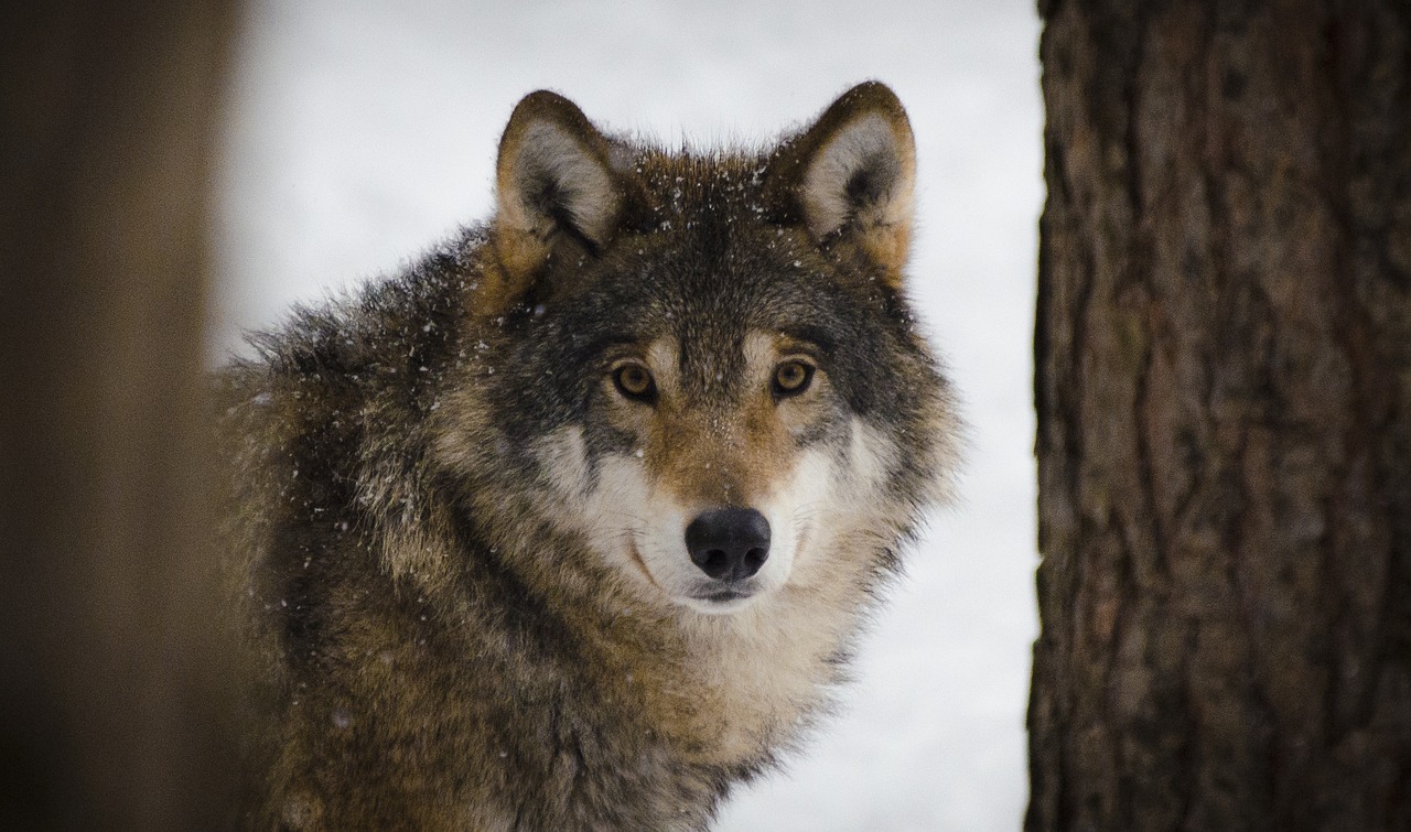 BIESZCZADY. Nieudany odstrzał wilka w Wołkowyi  - Zdjęcie główne