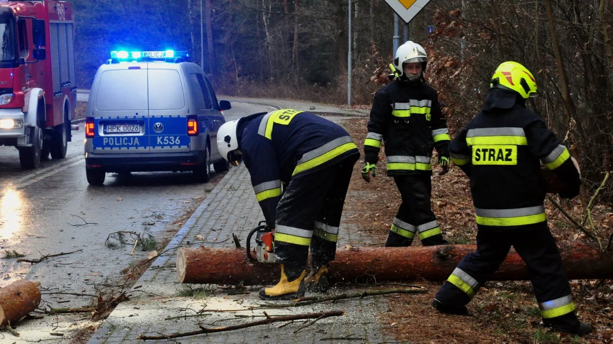 Nowa Dęba. Drzewo przygniotło 12-latka i jego dziadka. Chłopiec wezwał pomoc - Zdjęcie główne