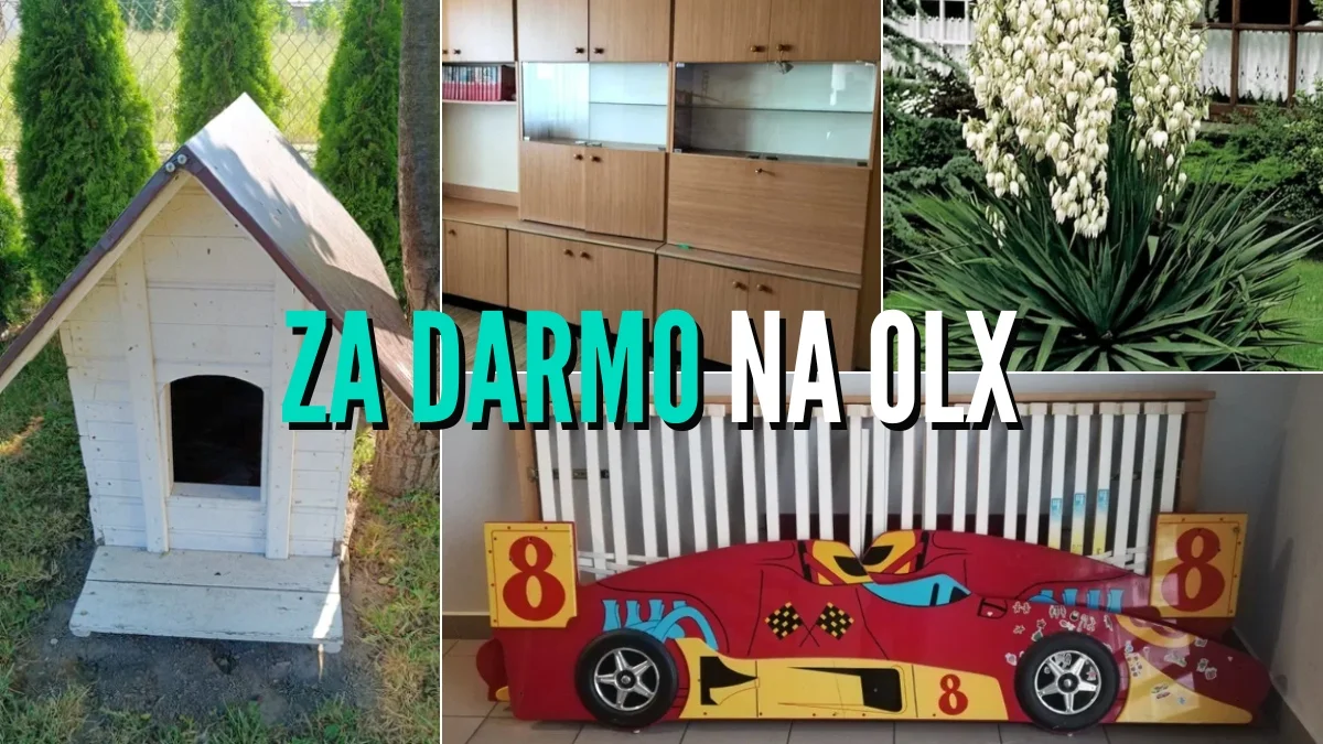 Do oddania za darmo. Sprawdź najnowsze ogłoszenia na OLX z Kolbuszowej i Głogowa Małopolskiego [ZDJĘCIA] - Zdjęcie główne