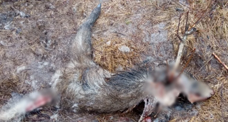 Martwe dziki znalezione w Hucie Komorowskiej. Objadły je wilki. Lekarz weterynarii alarmuje i mówi o walce z ASF [DRASTYCZNE ZDJĘCIE - MAPA] - Zdjęcie główne