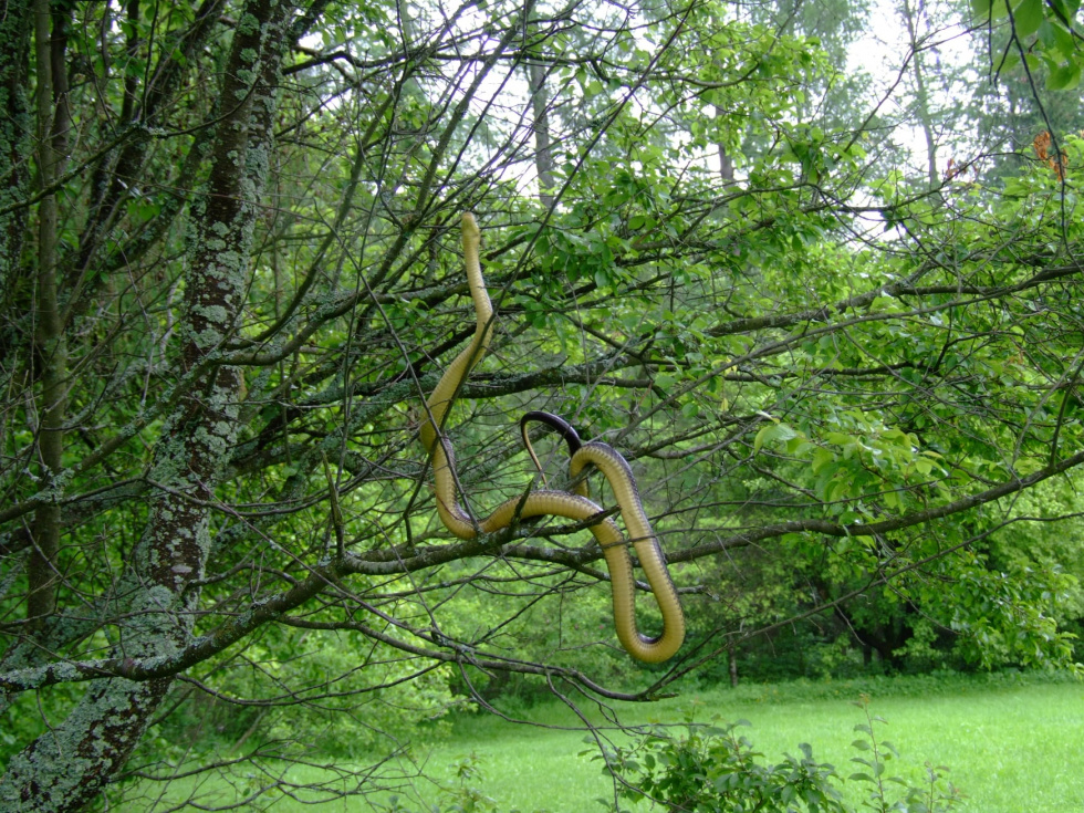 Wąż dusiciel żyje w Bieszczadach! [FOTO] - Zdjęcie główne