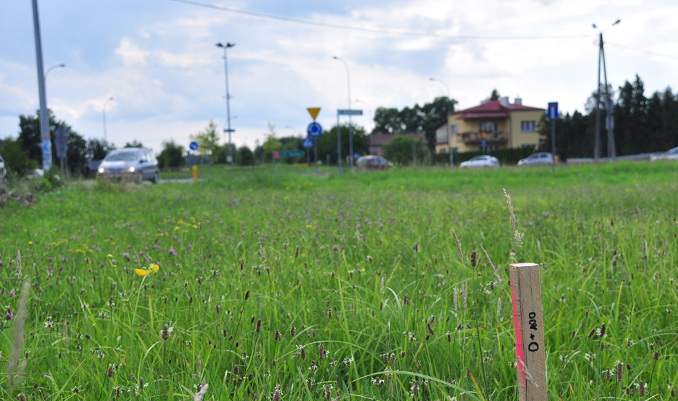 Gmina Kolbuszowa. Geodeci wytyczają trasę małej obwodnicy Kolbuszowej i Weryni. Do robót szykują się drogowcy - Zdjęcie główne