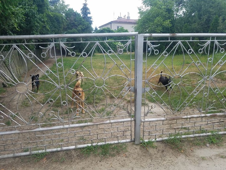 Makabryczne znalezisko w Kolbuszowej. Martwe psy, głód, brud i pchły. UWAGA! Drastyczne zdjęcia  - Zdjęcie główne