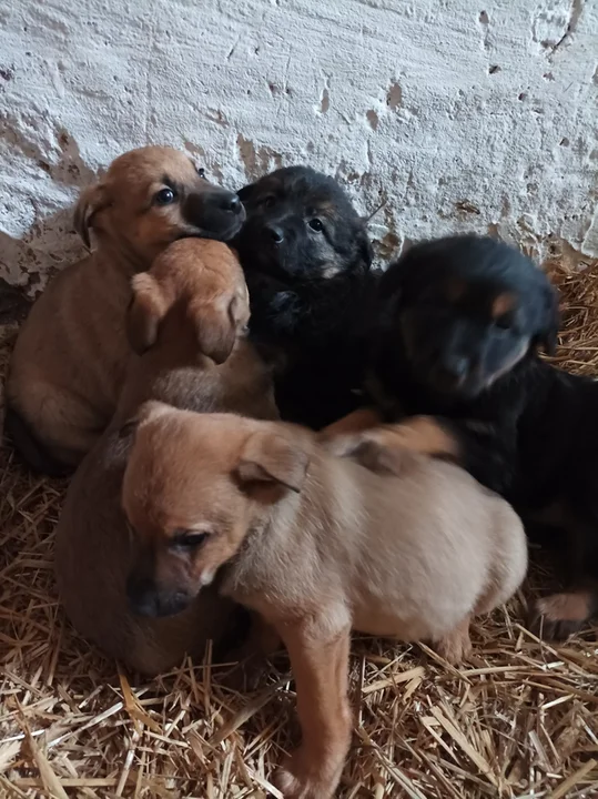Jeżeli chcesz zaadoptować któregoś ze szczeniaków, zadzwoń pod nr 509 799 639