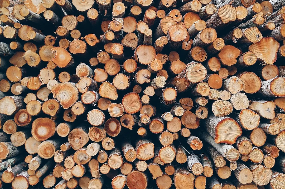 Wójt gminy Dzikowiec sprzeda drewno. Urząd ogłosił licytację - Zdjęcie główne