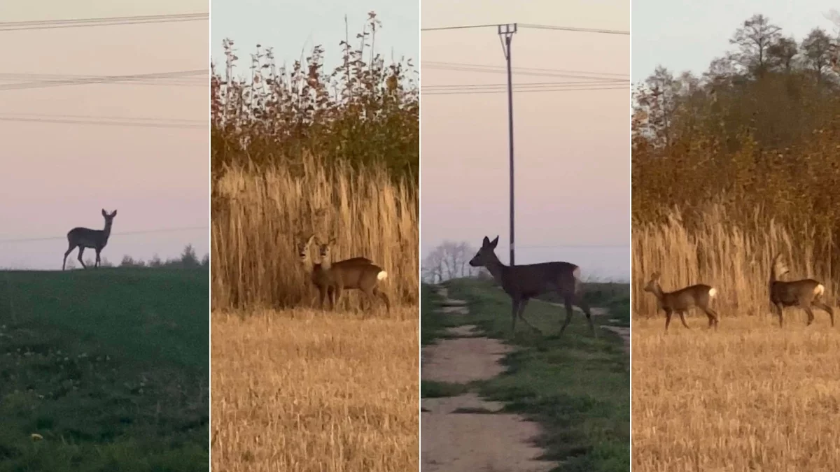 Bliskie spotkanie naszego Czytelnika z młodymi sarenkami. Niesamowite ujęcia! [WIDEO] - Zdjęcie główne